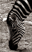 Portland Zebra