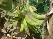 Pisang