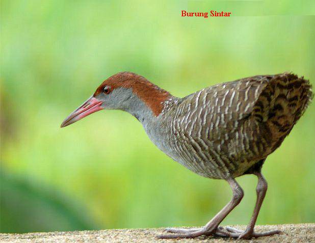 Burung Wak Wak