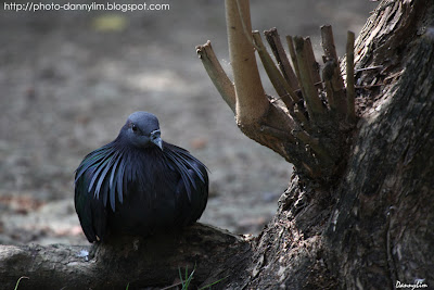 Penang-Bird-Park-1