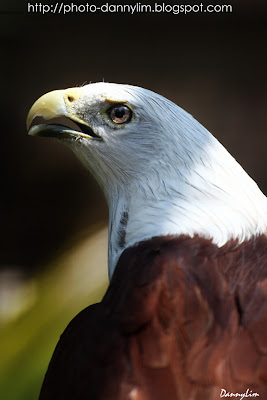 Penang-Bird-Park-Eagle