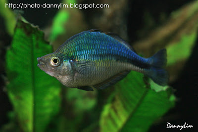 Blue-Rainbow-Fish