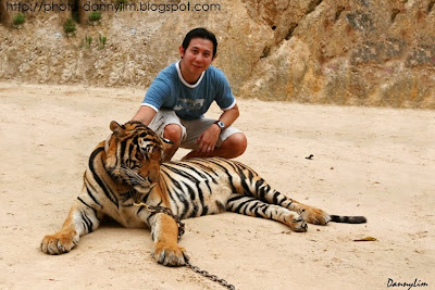 Tiger-temple-1