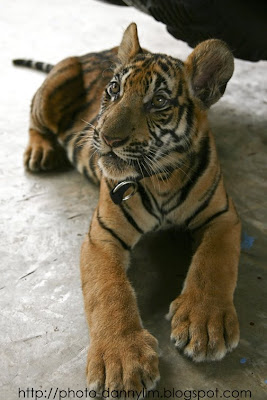 Tiger-temple-cub-14