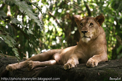 Taiping-Zoo-Female-Lion