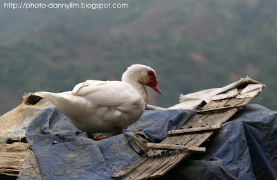 Sapa-Cat-Cat-Village-Duck