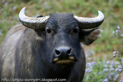 Sapa-Water-Buffalo