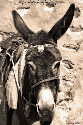 Donkey-Ride-Fira-03