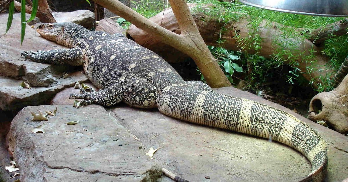 Unusual Kentucky The Milton Lizard