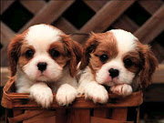 Cute puppies!!!