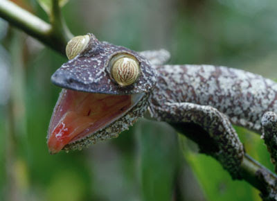 Heather Angel: Weird & wonderful reptiles