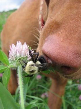 Treating Sting Wasp Dog Paw Treating Sting Wasp Dog Paw
