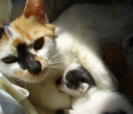 Power Star Water Heaters