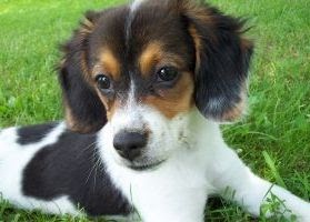 Can My Dog Get Rabies If He Has Been Vaccinated Can My Dog Get Rabies If He Has Been Vaccinated