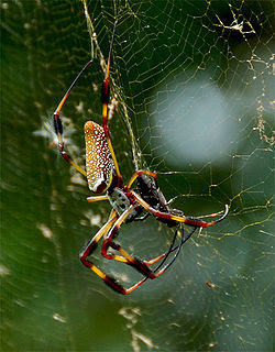250px-Banana_spider.jpg