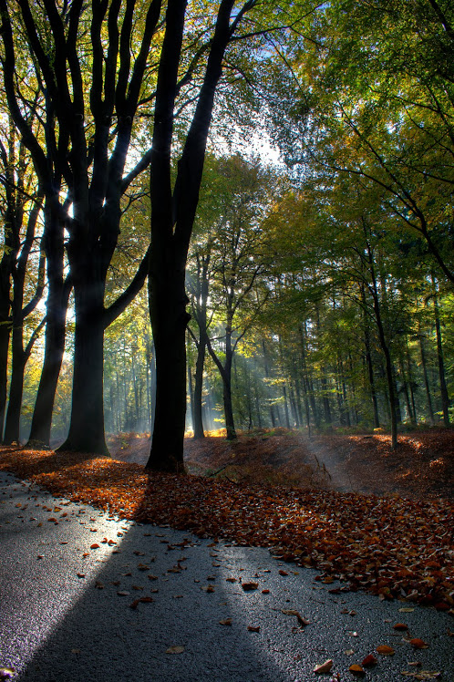 Zonnestralen door de bomen