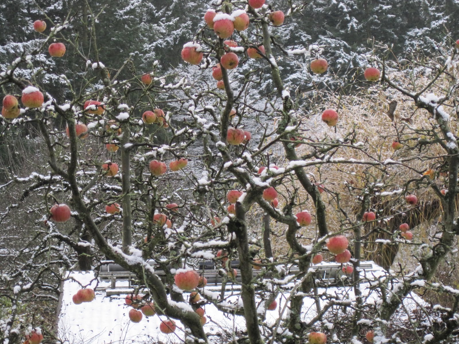 Garten Eins Winteräpfel??