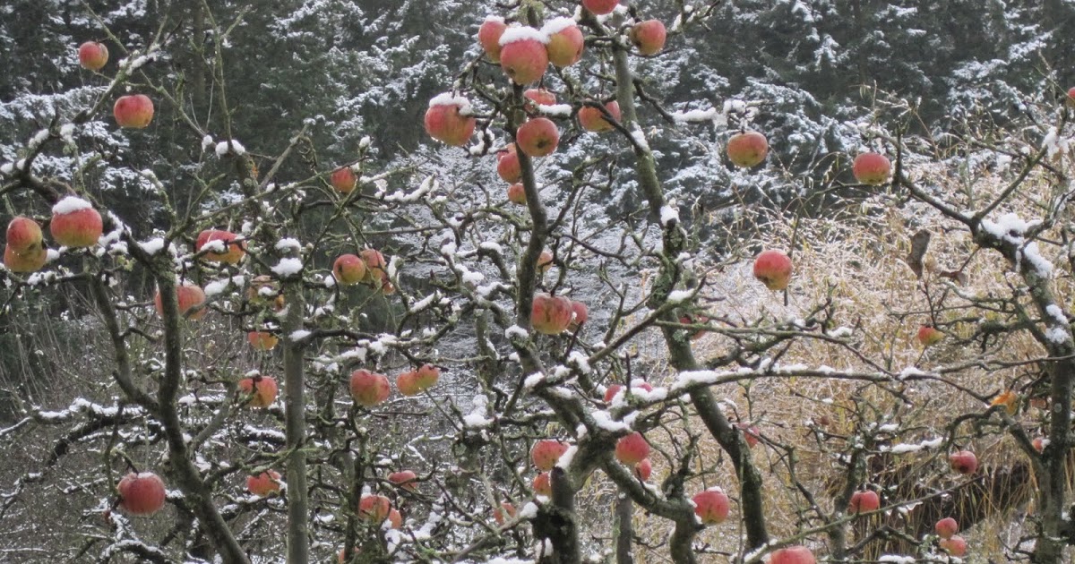 Garten Eins Winteräpfel??