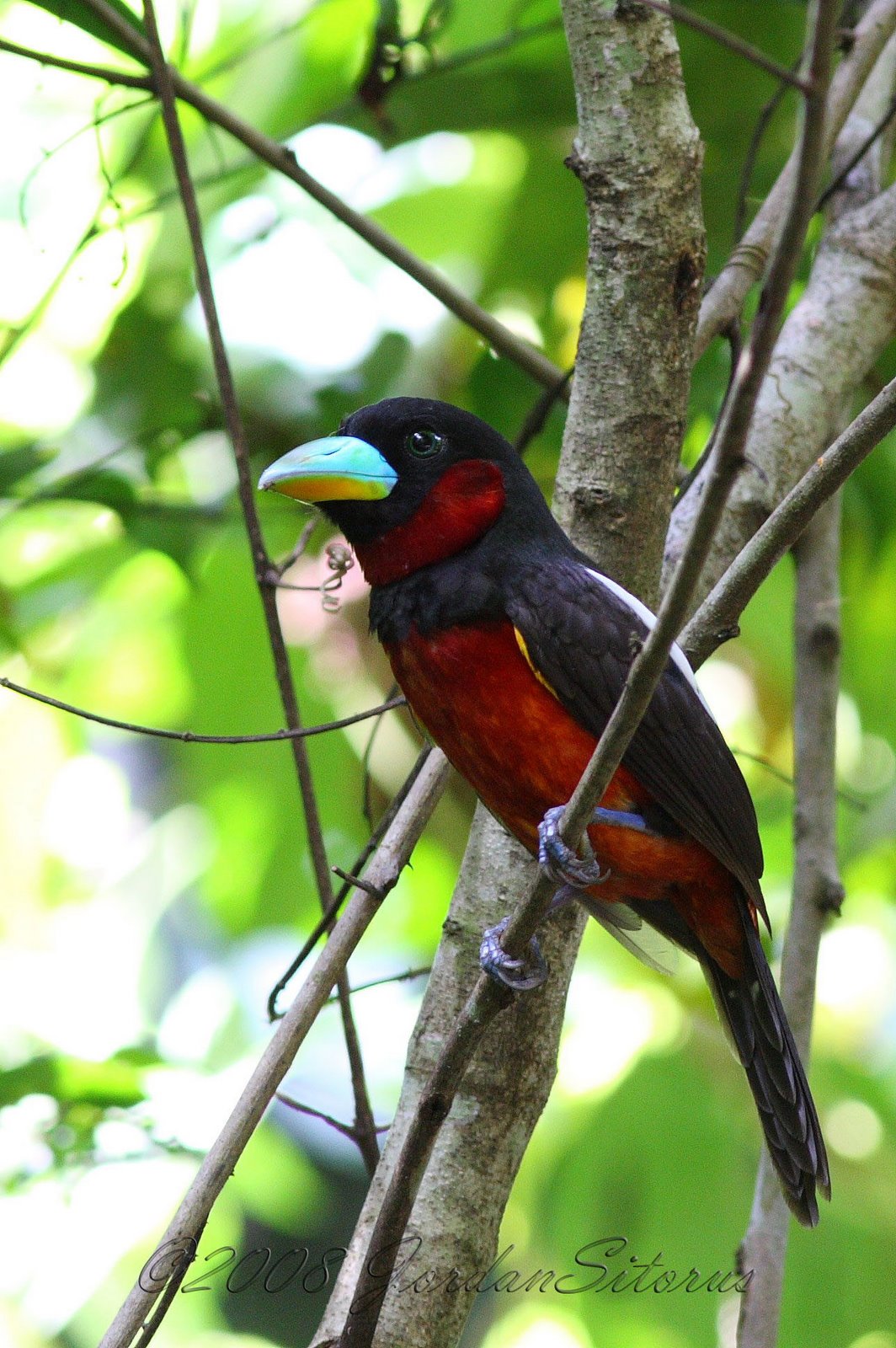 [Black-and-Red+Broadbill+(Cymbirhynchus+macrorhynchus).jpg]
