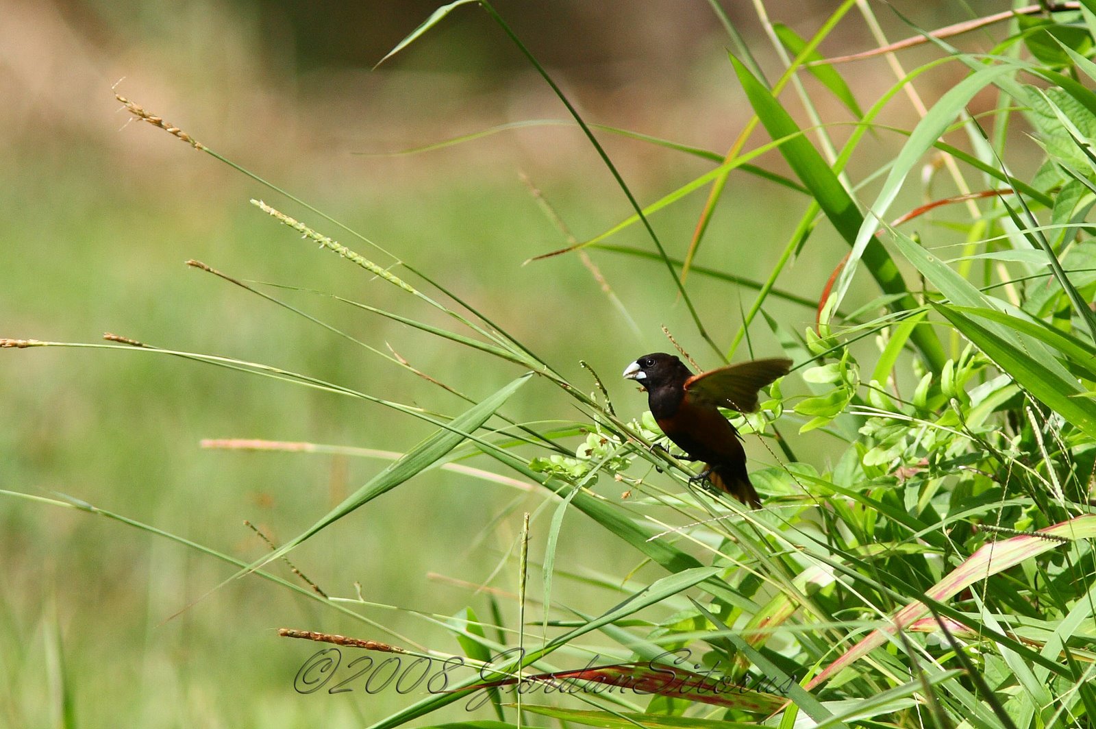 [Chestnut+Munia+(Lonchura+malacca).JPG]