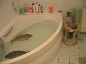 funny animal photos funny cat keeping watch on fish in bathtub