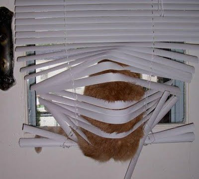 cat-or-dog-venitian-blinds-funny-photo.jpg