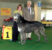 Irish Wolfhound