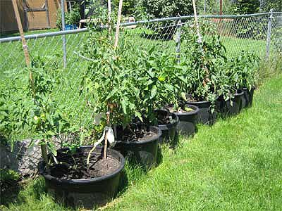 [tomato-container-garden.jpg]