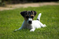 cheeky little  jack russell puppy lying down on grass