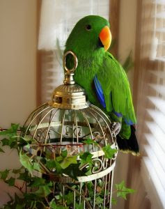 Stunning green parrot on top of cage