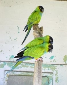 [643457_green_parrots.jpg]