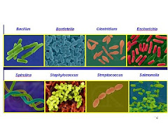 Ejemplos de algunas bacterias