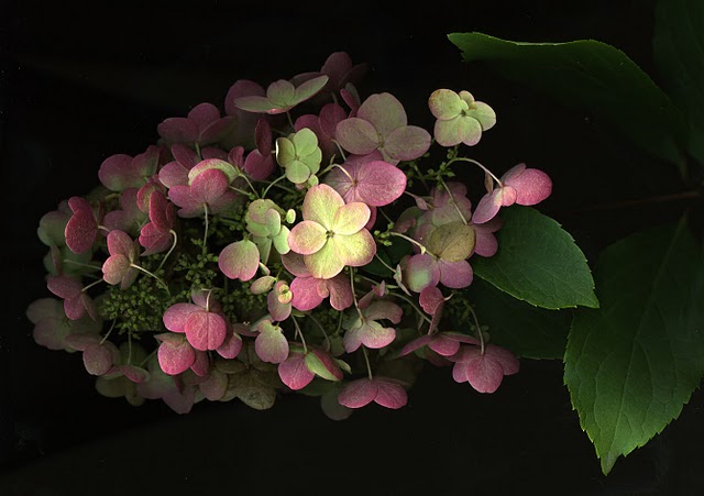 Fenetre Sur Mes Photos Hydrangea Paniculata Grandiflora