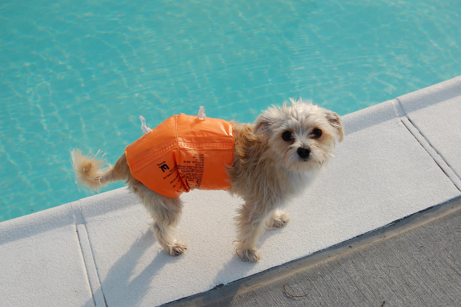 Land Of Paws got your floaties on??