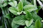 mint or pudina leaves