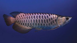 serba serbi arwana: Arwana