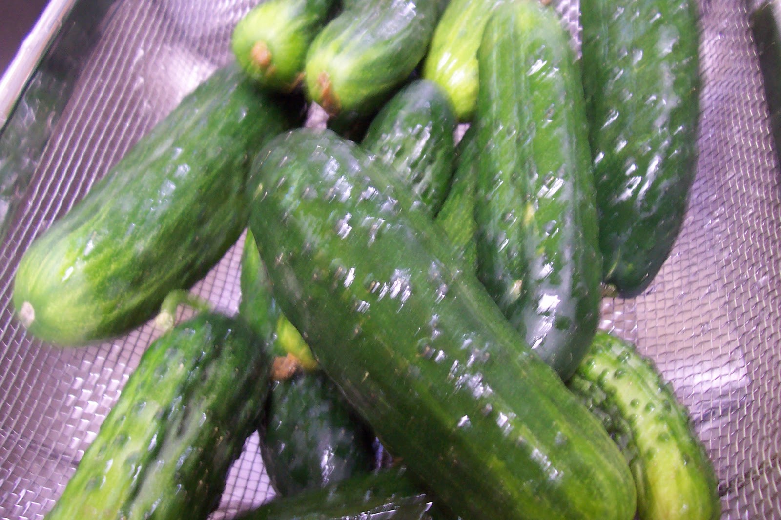 Mermaids Treasures Musings of an Antique Lil Girl Cold Pack Dill Pickles