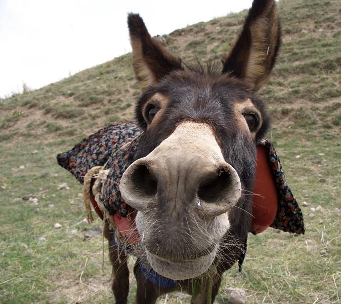 [Burro.jpg]