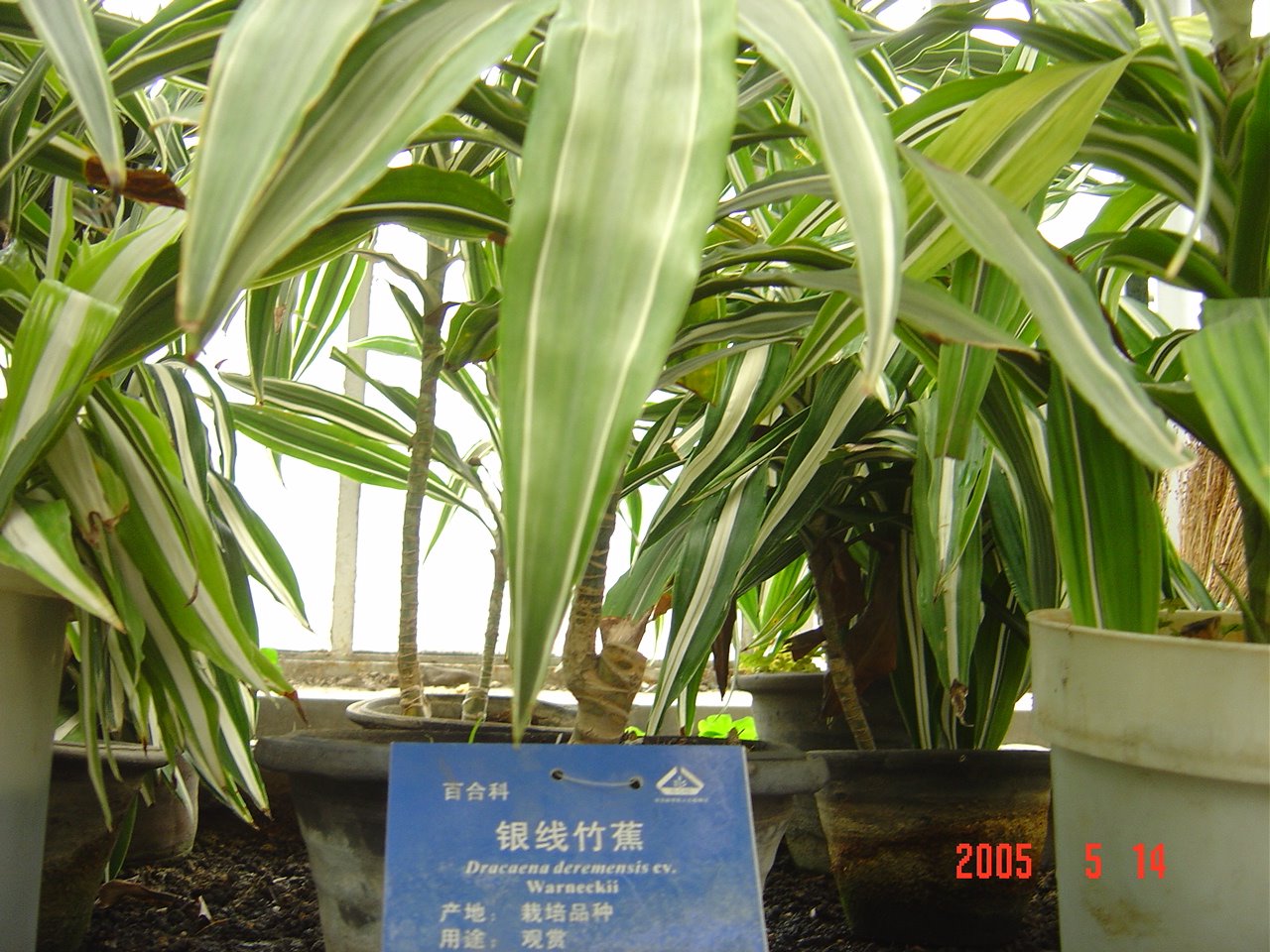 [銀線竹蕉.JPG]