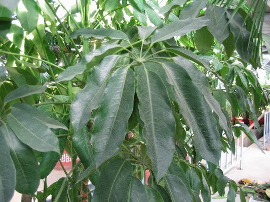 [澳洲鴨腳木.jpg]