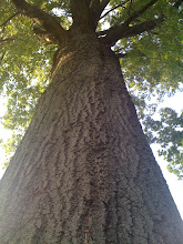 Tall Pinoak