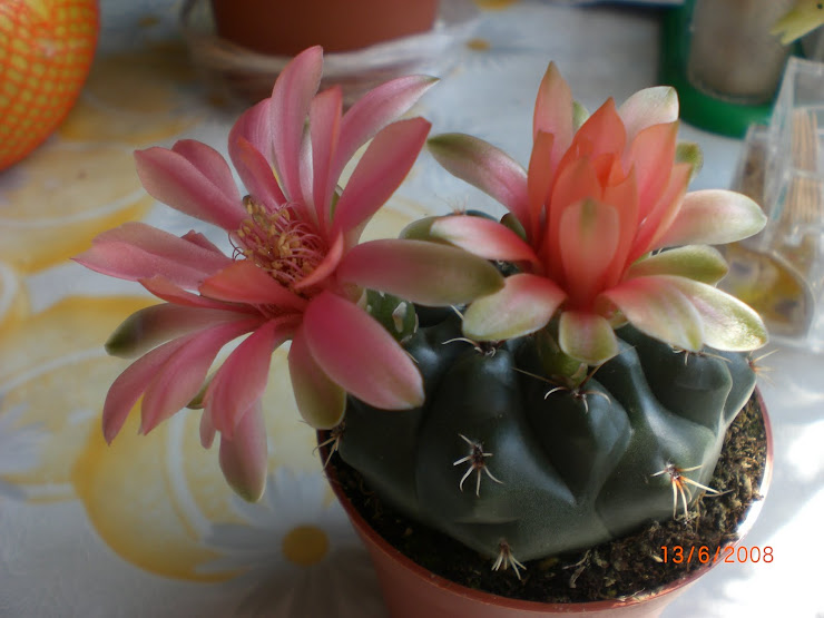 Gimnocalycium baldianum