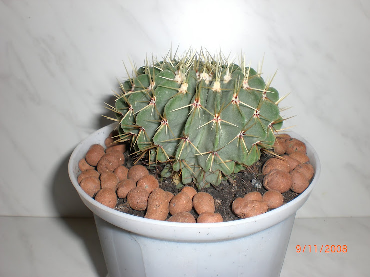 notocactus buiningii