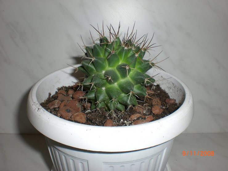mammillaria magnimamma