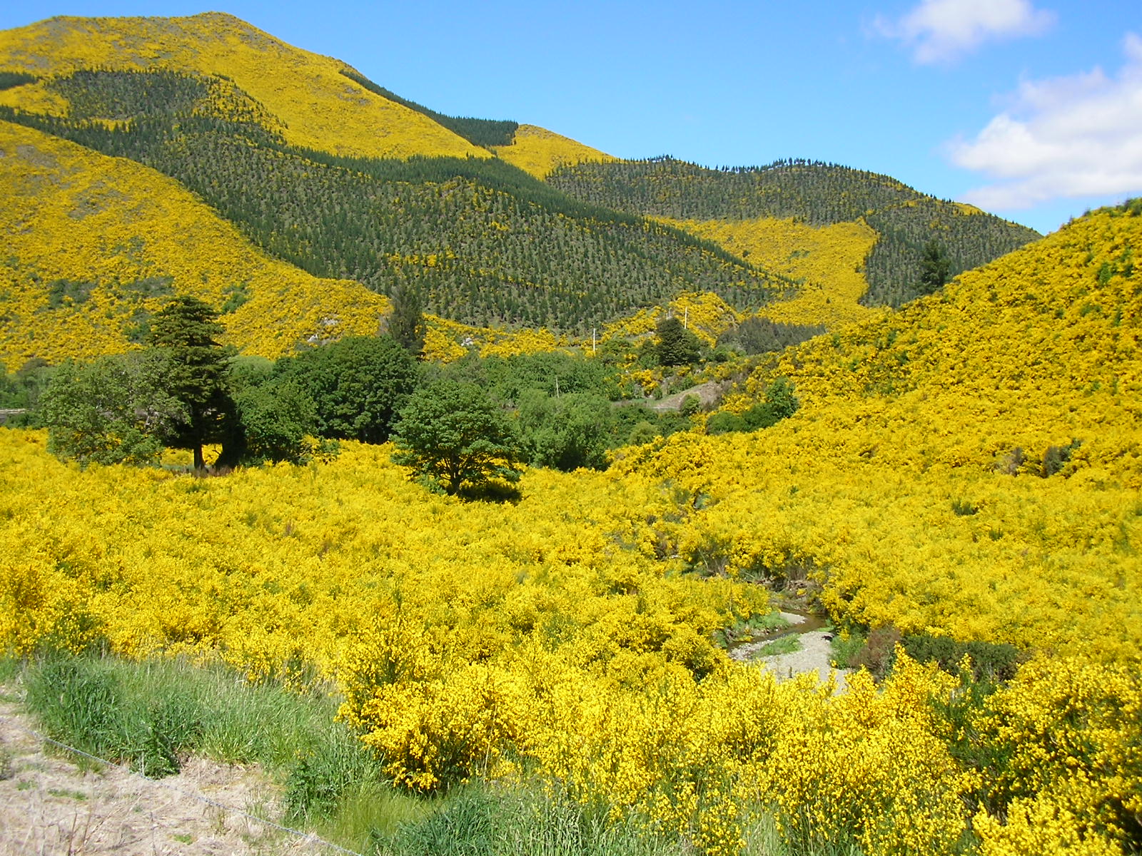 Glennis's Blog page..................... Golden Hills