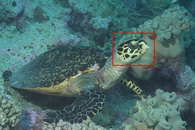 [David+Rowat+sm.jpg]