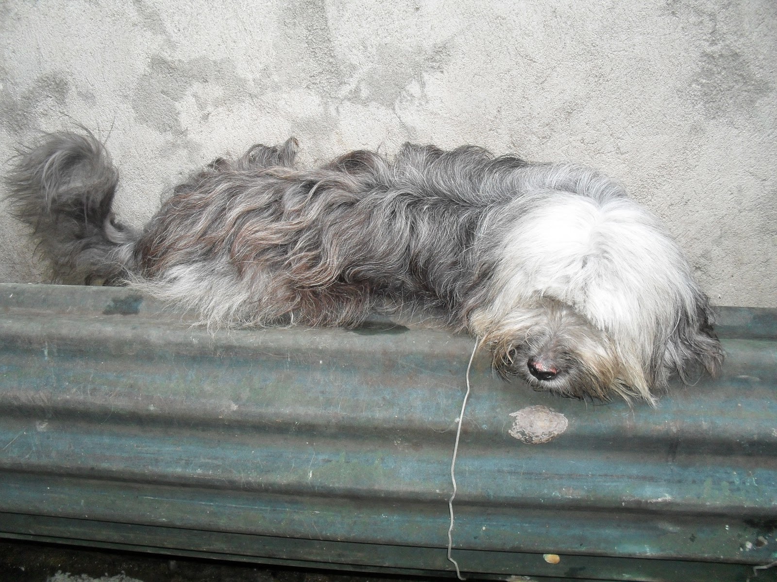 Larawan Ng Ibong Adarna