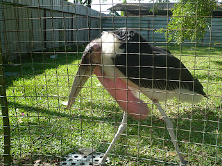 big ugly bald head bird