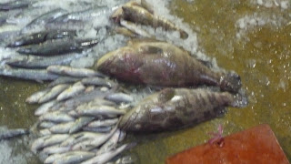 array of fish displayed for sale