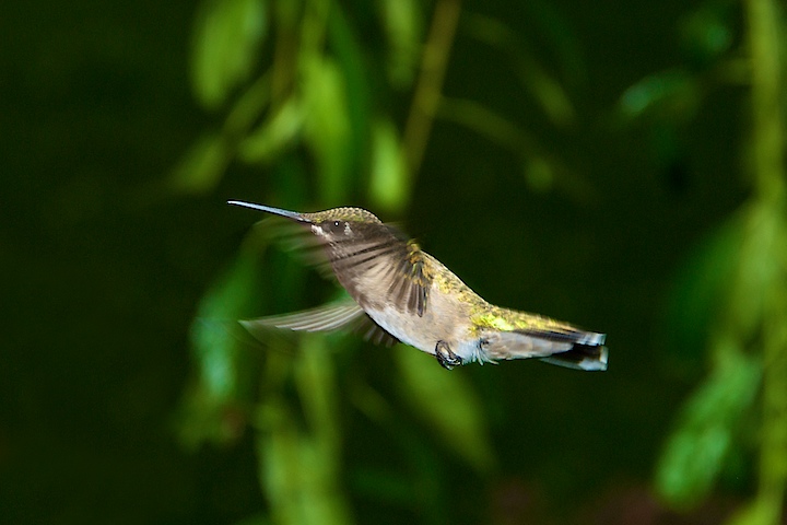 [hummingbird+3+(1).jpg]